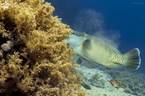 A Cheilinus undulatus & Thalassoma rueppellii | Napoleon Wrasse & Klunzinger's Wrasse 