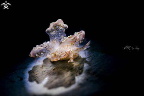 A cyerce bourbonica | nudibranch