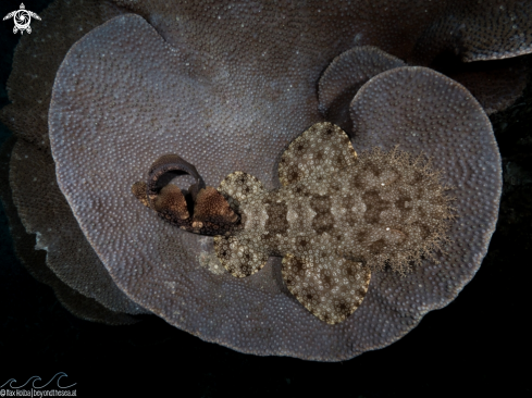 A Eurcrossorhinus dasypogon | Tasselled wobbegong