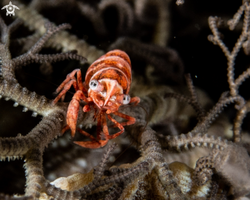 A Basket star shrimp