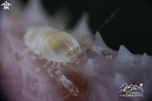 A Sea Cucumber Shrimp