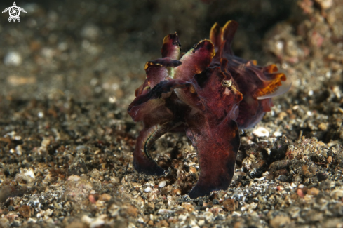 A Flamboyant Cuttlefish (Metasepia pfefferi)