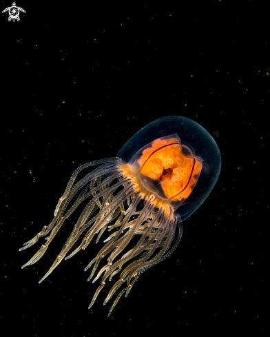 A Hydromedusa