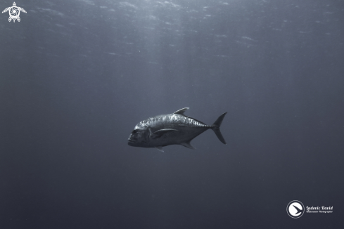 A Giant Trevally