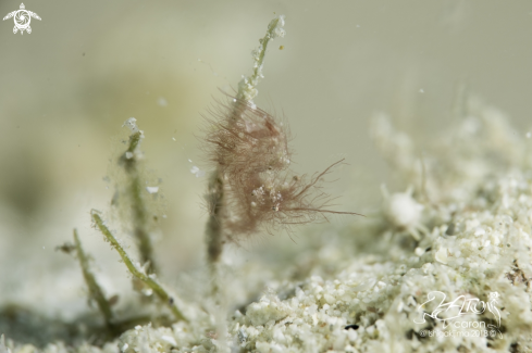 A Hairy Shrimp