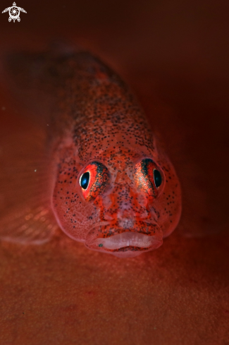 A Barrel-sponge Goby (Pleurosicya labiata)