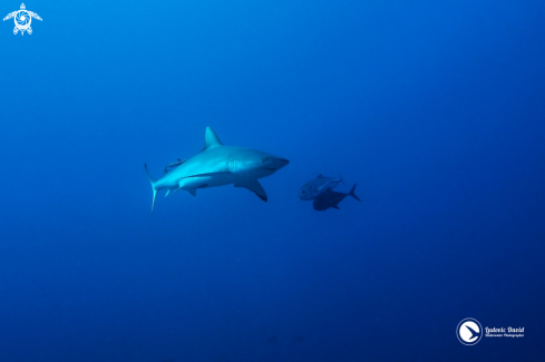 A Grey Reef Shark