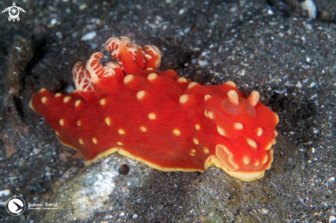 A Gymnodoris aurita | Strawberry Nudibranch