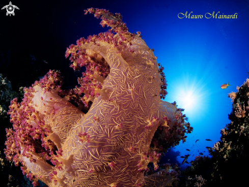A Soft coral Alcionario