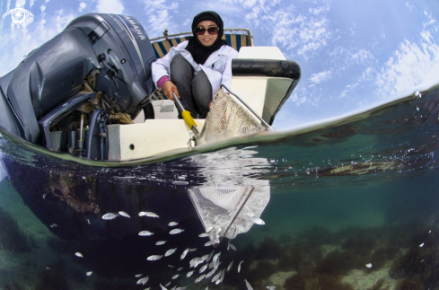 A Fish Release