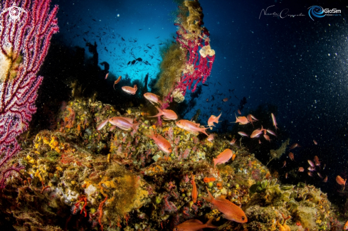 A Anthias anthias 