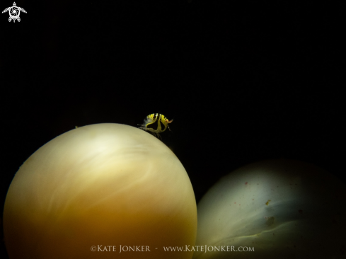 A Amphipod with cuttlefish egg