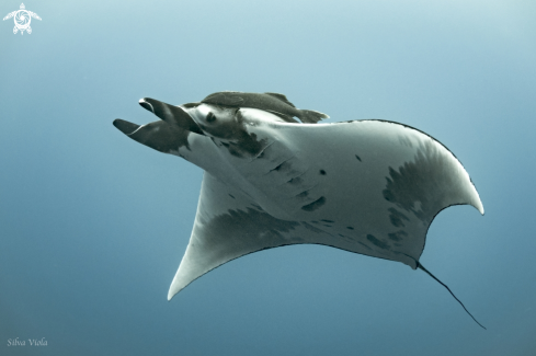 A Mobula Birostris | Giant Oceanic Manta