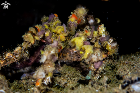 A Spider decorator crab