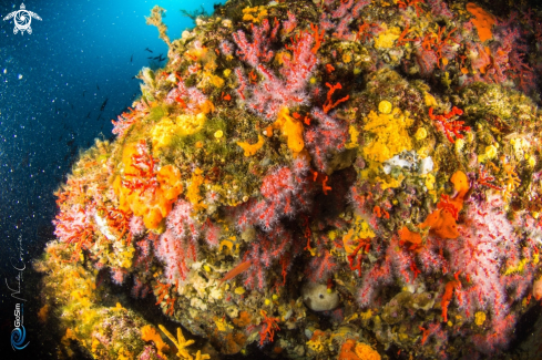 A Corallium rubrum