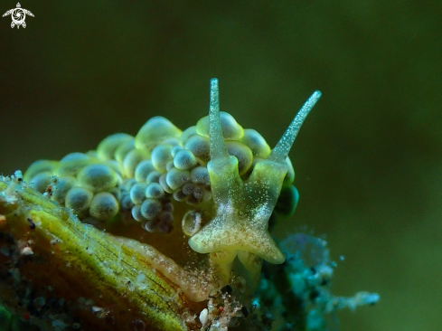 A Nudibranch