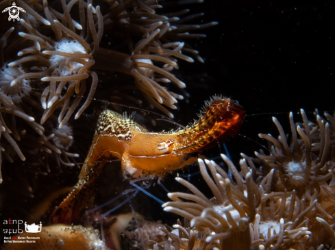 A Leander plumosus | Donald Duck Shrimp