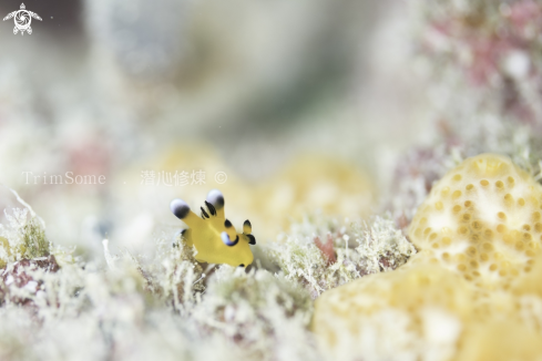 A Nudibranch