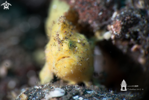 A Frogfish