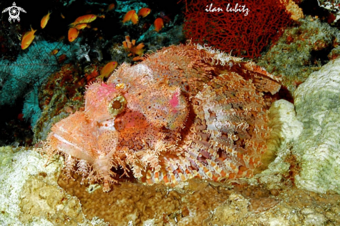 A scorpion fish