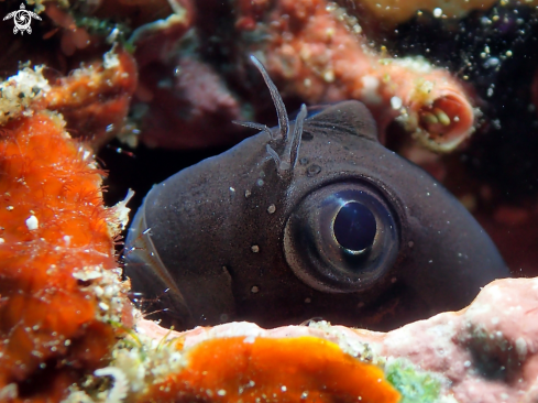 A Ecsenius namiyei | Blenny