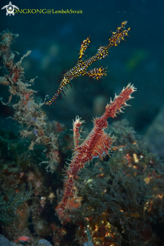 A Ornate Ghost pipefish