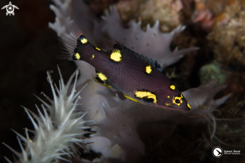 A Bodianus mesothorax | Blackbelt Hogfish