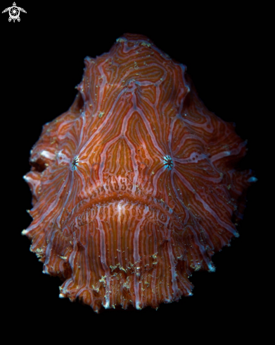 A Histiophryne psychedelica | Psychedelic Frogfish