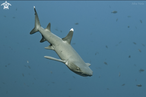 A Triaenodon obesus | Whitetip reef Shark