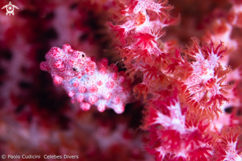 A Hippocampus bargibanti | Pygmy Seahorse