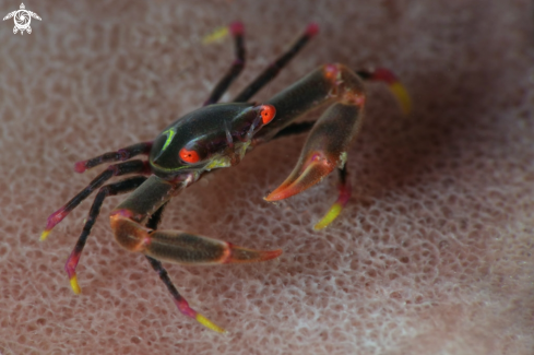 A Black Coral Crab (Quadrella maculosa)