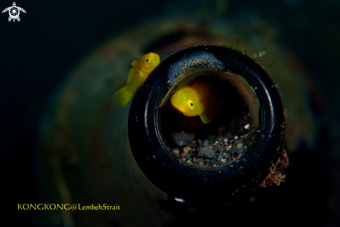 A Ornate Goby