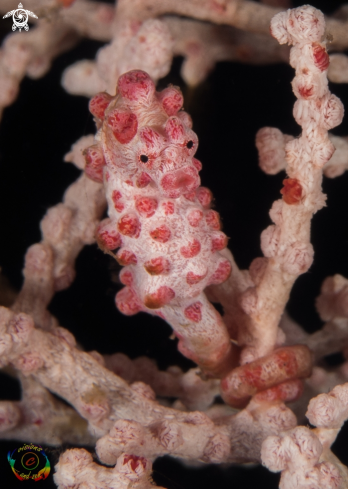 A Pygmy seahorse