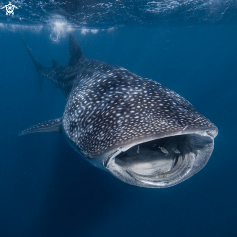 A Whale Shark