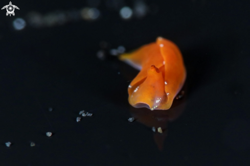 A Batwing sea slug