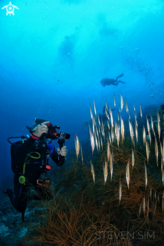 A Razor fish 