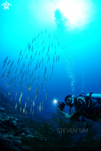 A Razor fish 