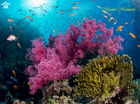 A Red Sea reef