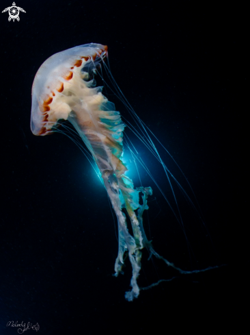 A jellyfish 