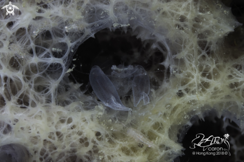 A Thaumastocaris streptopus | Sponge Shrimp