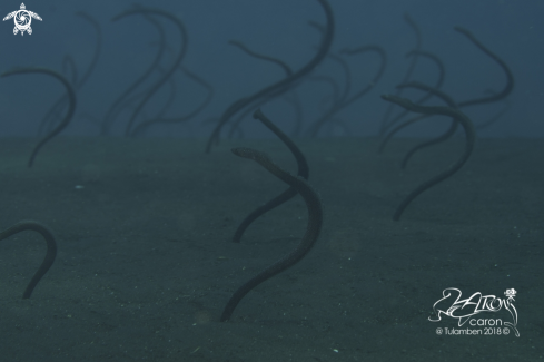 A Garden Eel