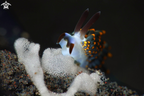 A Nudibranch Trinchesia sp.