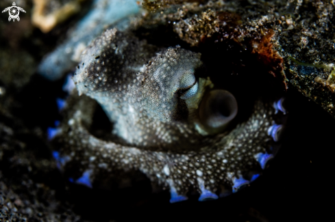 A Coconut octopus