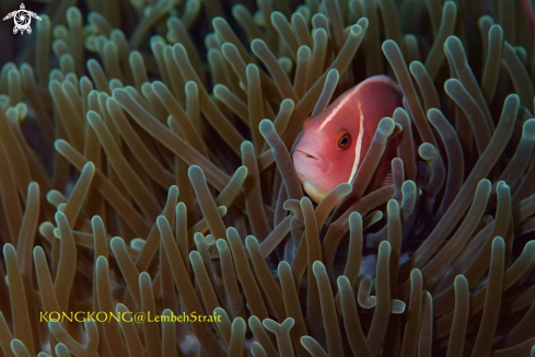 A Anemone Fish