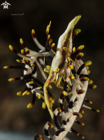 A Hippolyte sp. | Crinoid shrimp