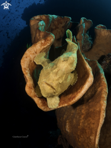 A Antennarius commerson | Giant Frogfish