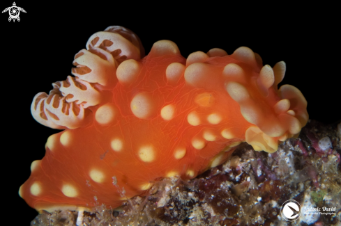 A Gymnodoris aurita | Strawberry Nudibranch