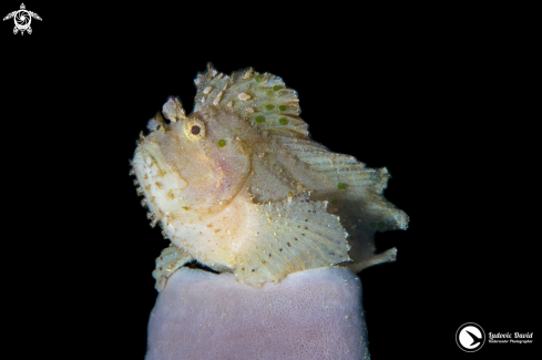 A Leaf Scorpionfish