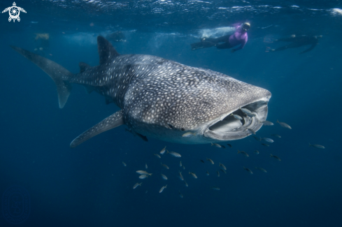 A Whale Shark