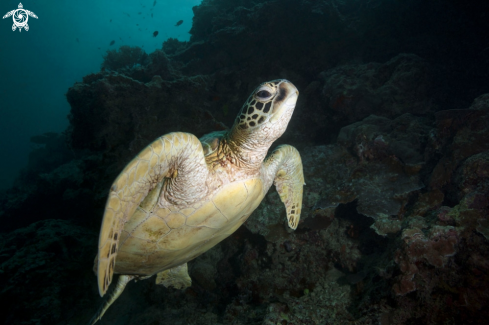 A Green sea turtle (Chelonia mydas)